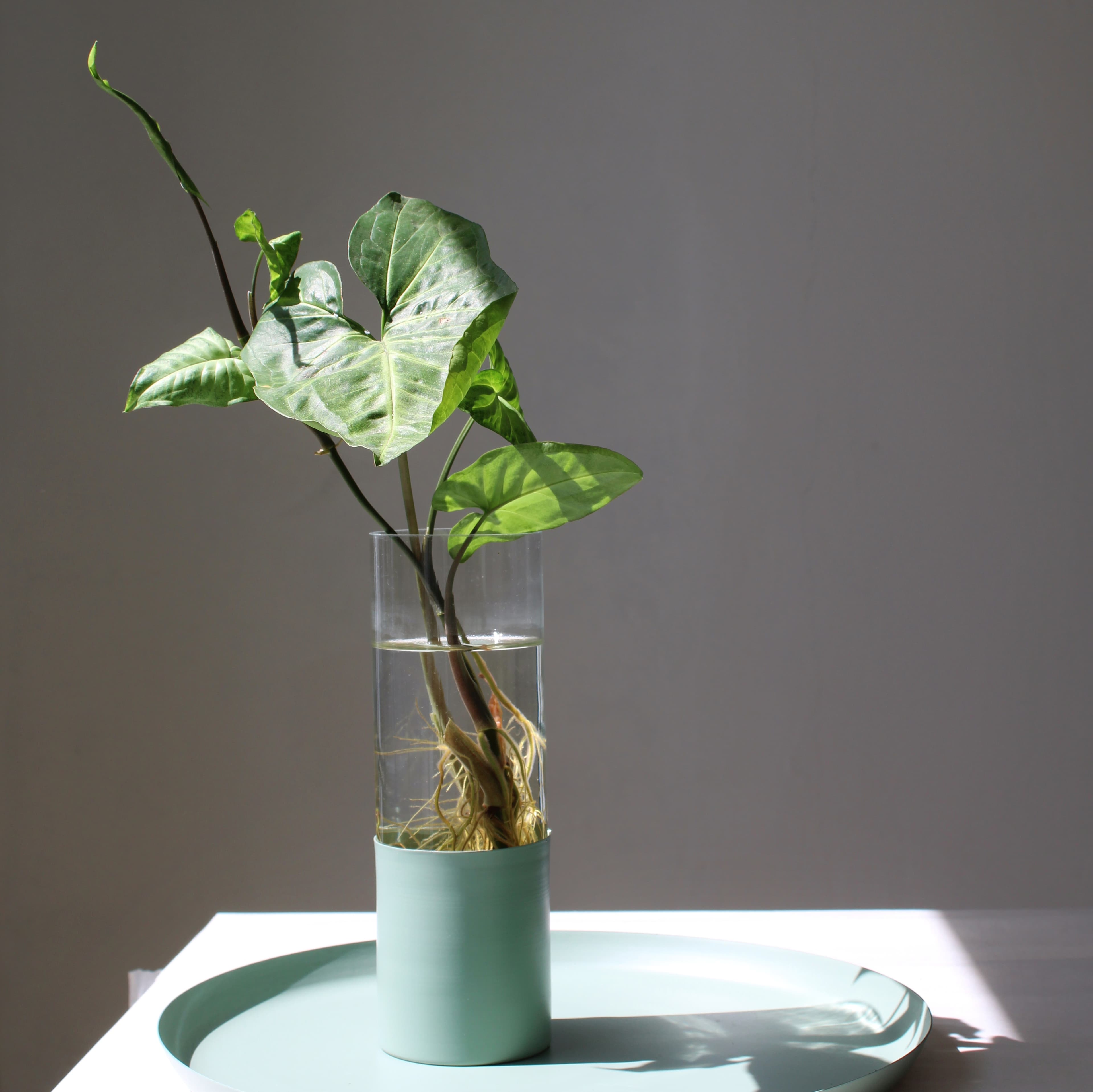 Florero Betty — registro 2
